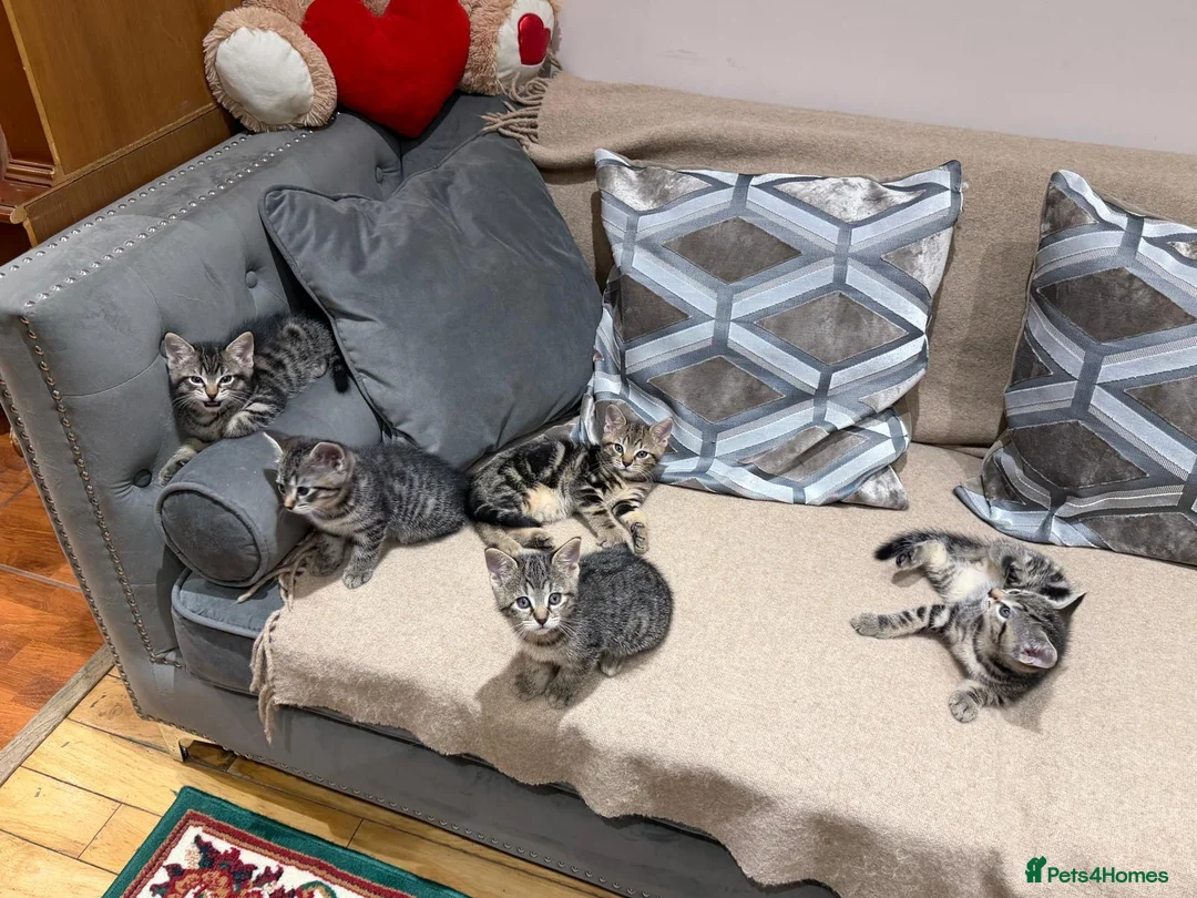 Mixed Breed cats for sale: Kittens - Advert 12