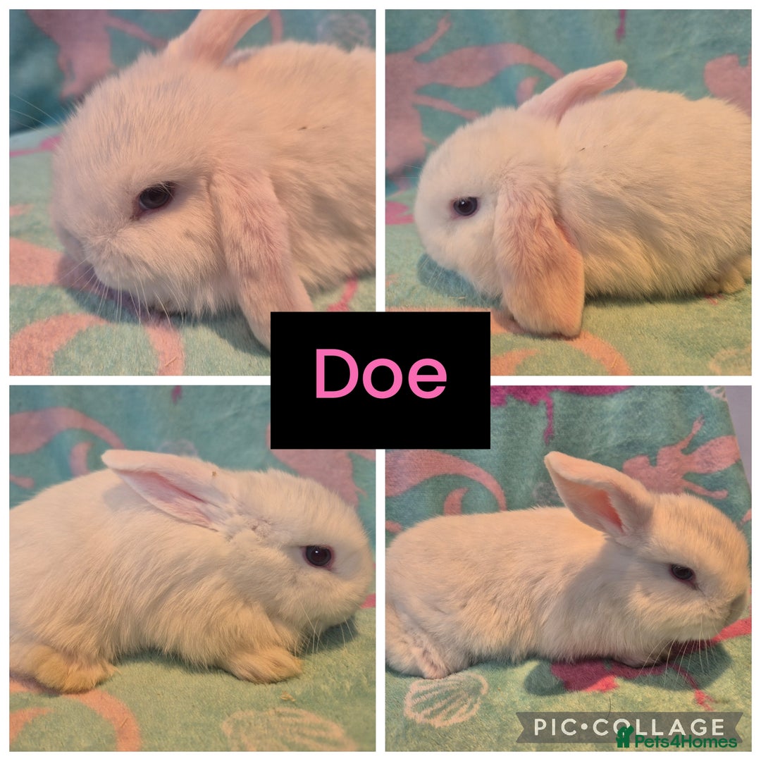 Mini Lop rabbits for sale: 6 gorgeous mini lops - Advert 2