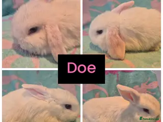 Mini Lop rabbits 3 stunning mini lops - Advert 11