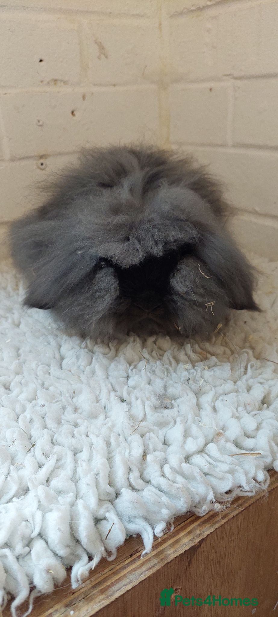 Mini Lion Lop rabbits Young Dm mini lionlop sable buck  - Advert 22