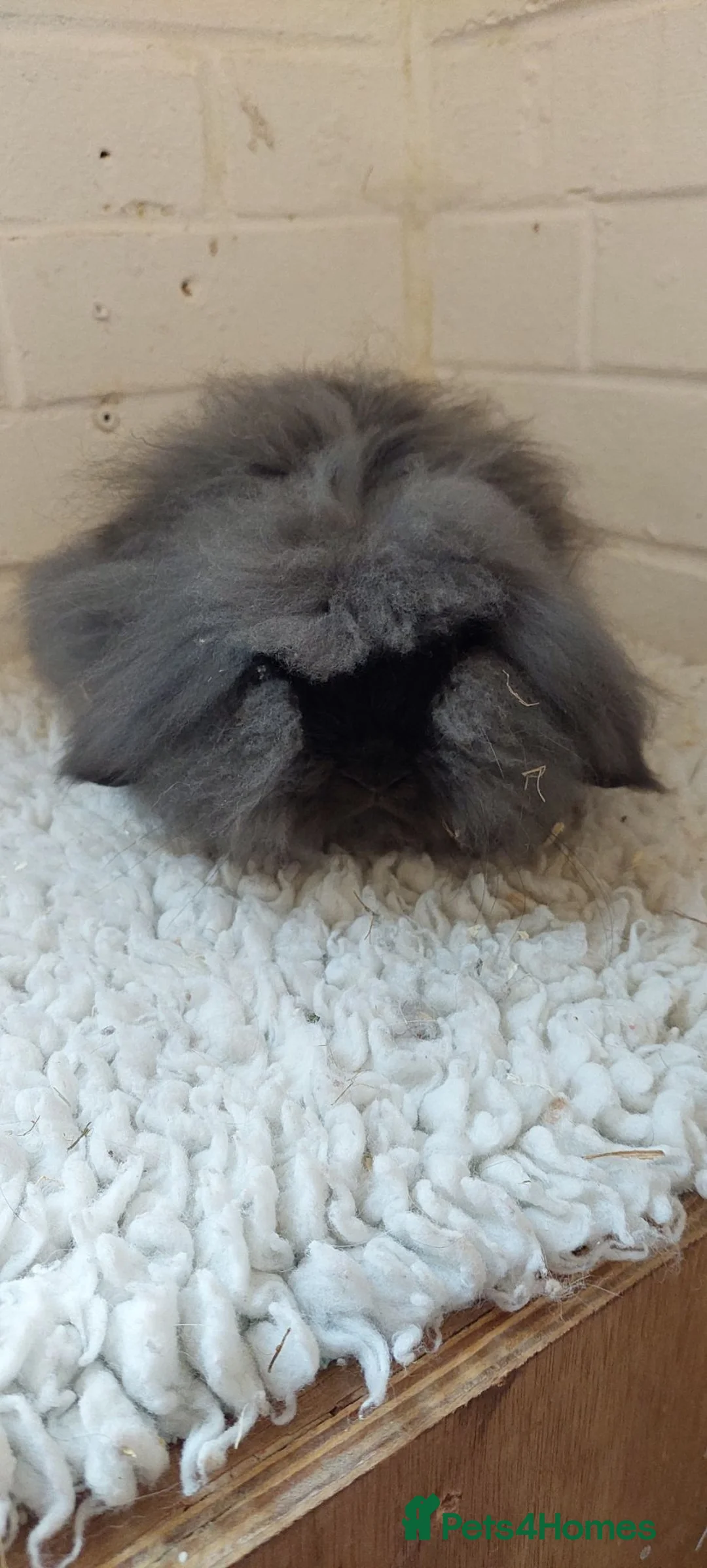 Mini Lion Lop rabbits for sale: Young Dm mini lionlop sable buck  - Advert 1