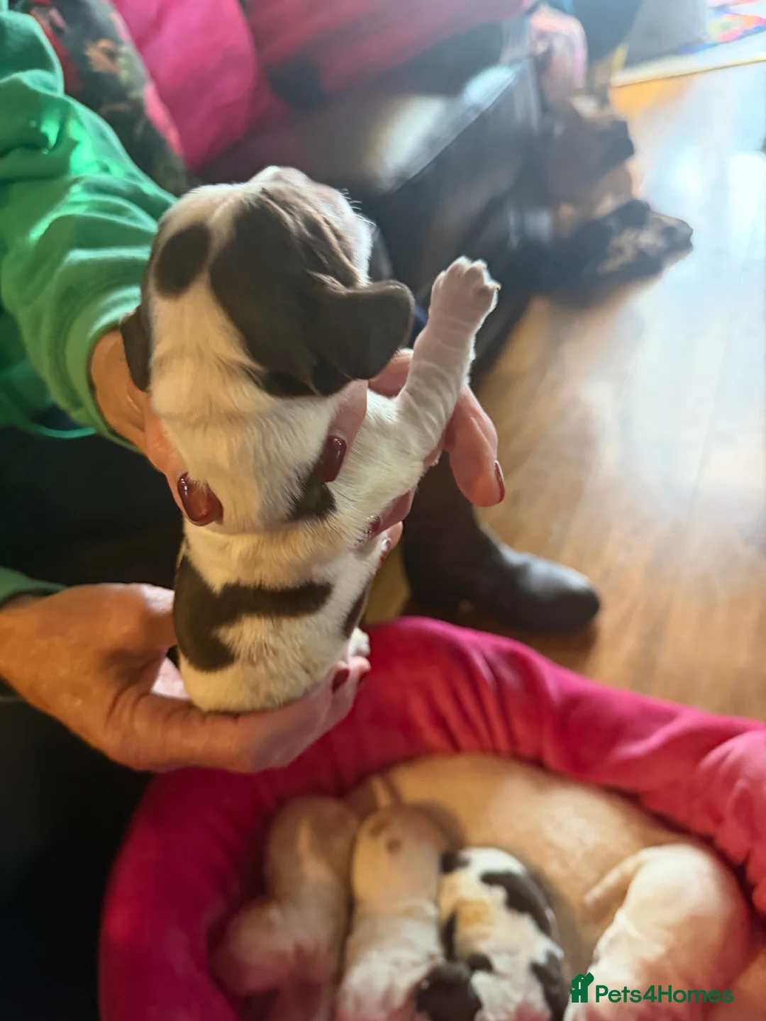 Cocker Spaniel dogs for sale: Show cocker spaniel pups - Advert 24