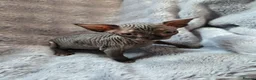 Sphynx cats for sale: Amazing DBE Sphynx kitten GCCF & TICA   - Advert 11