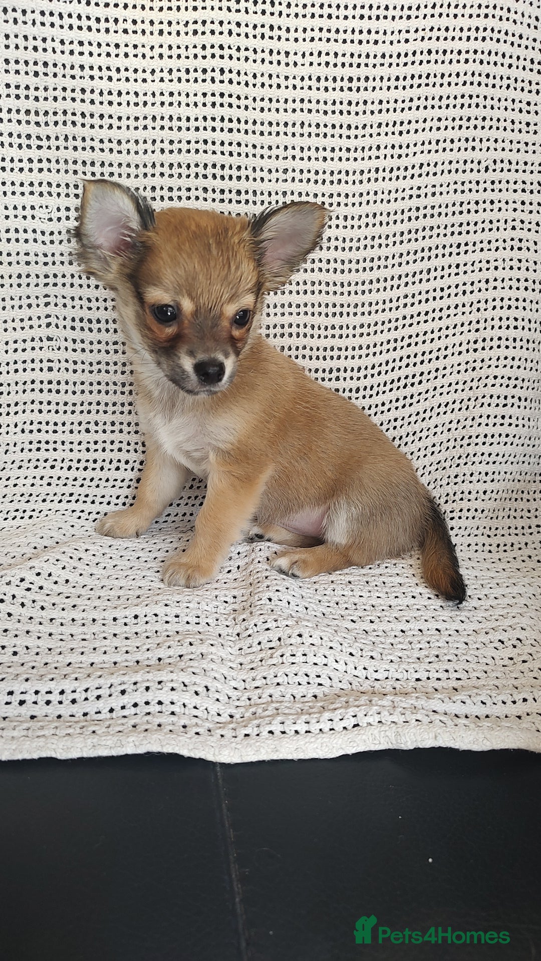 Chihuahua dogs for sale: Adorable Loving hand reared ready now Chihuahuas - Image 14