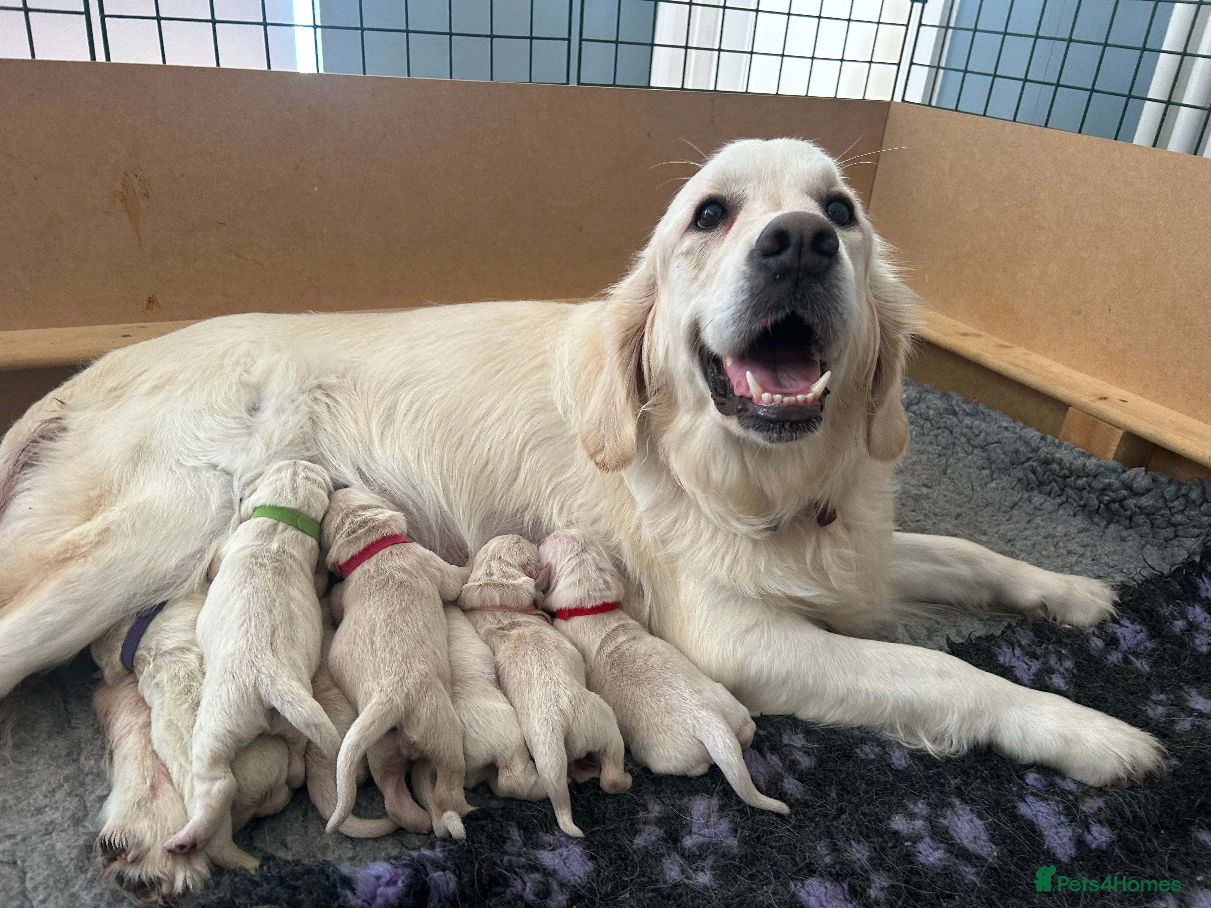 Golden Retriever dogs Champion line cream golden retriever puppies - Advert 11
