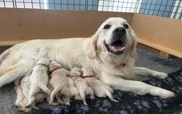 Golden Retriever dogs for sale: Champion line cream golden retriever puppies - Image 1