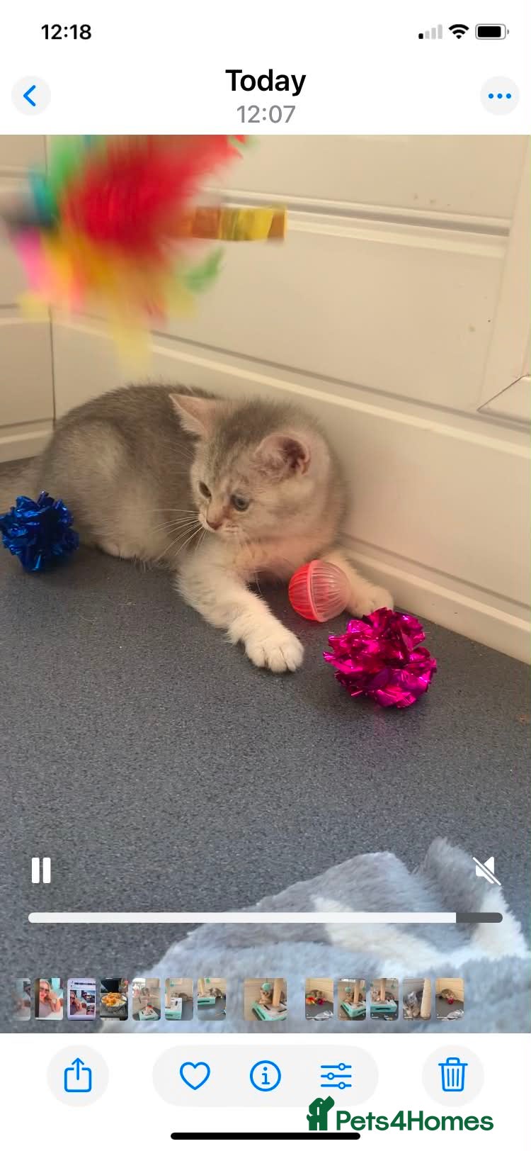British Shorthair cats BSH Stunning rare Shaded - Advert 2