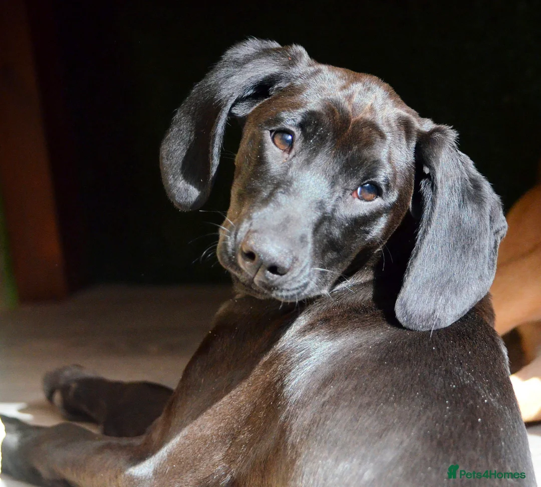 Mixed Breed dogs for adoption: Matilda: Dreaming of a family home with cats in Maidstone - Advert 1