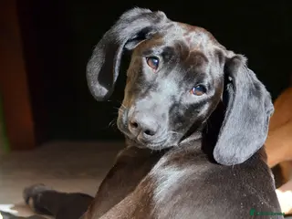 Mixed Breed dogs Matilda: Dreaming of a family home with cats - Advert 1