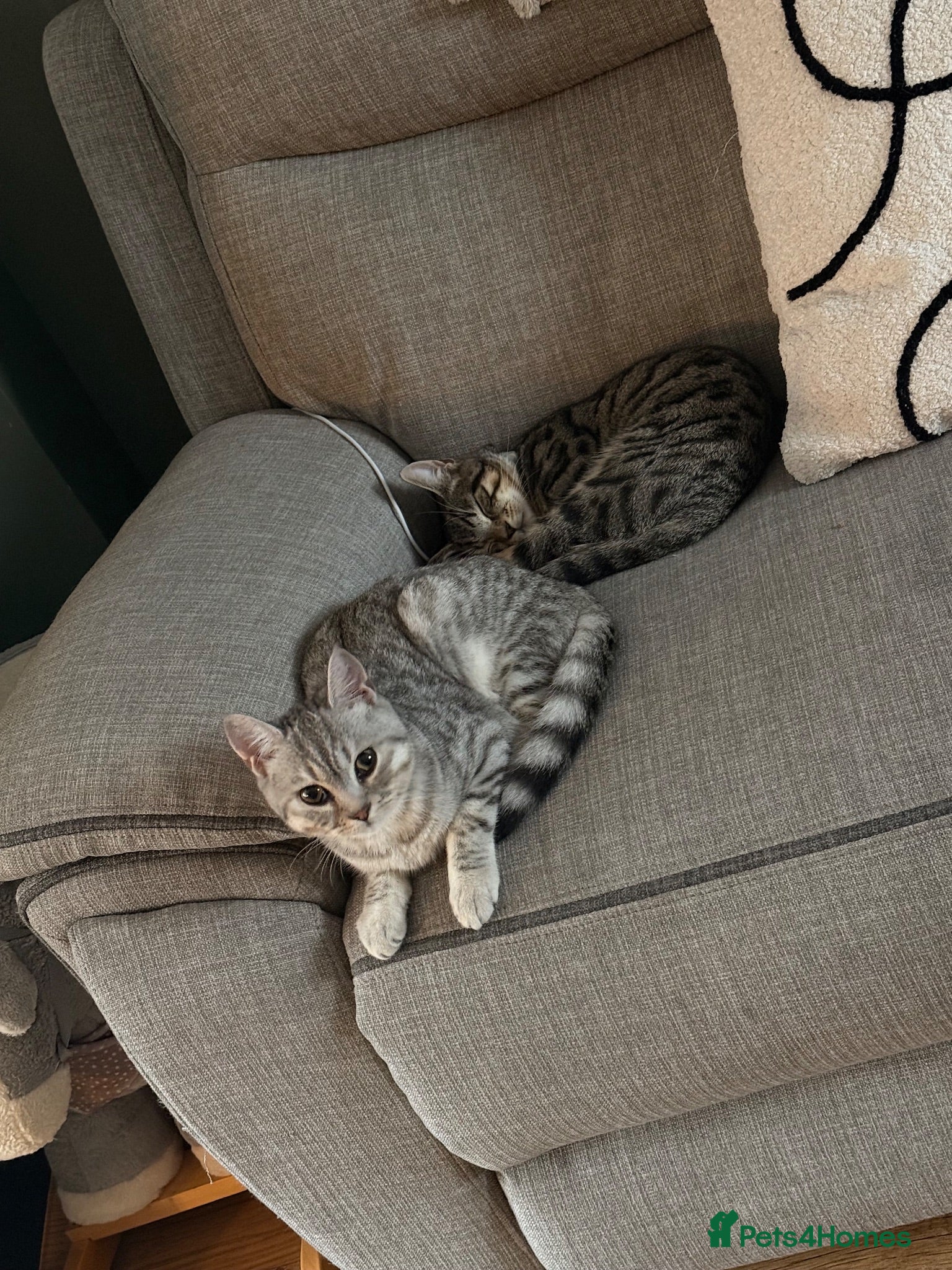 British Shorthair cats 10 month old male - Advert 8