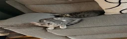 British Shorthair cats for sale: 10 month old male - Advert 1