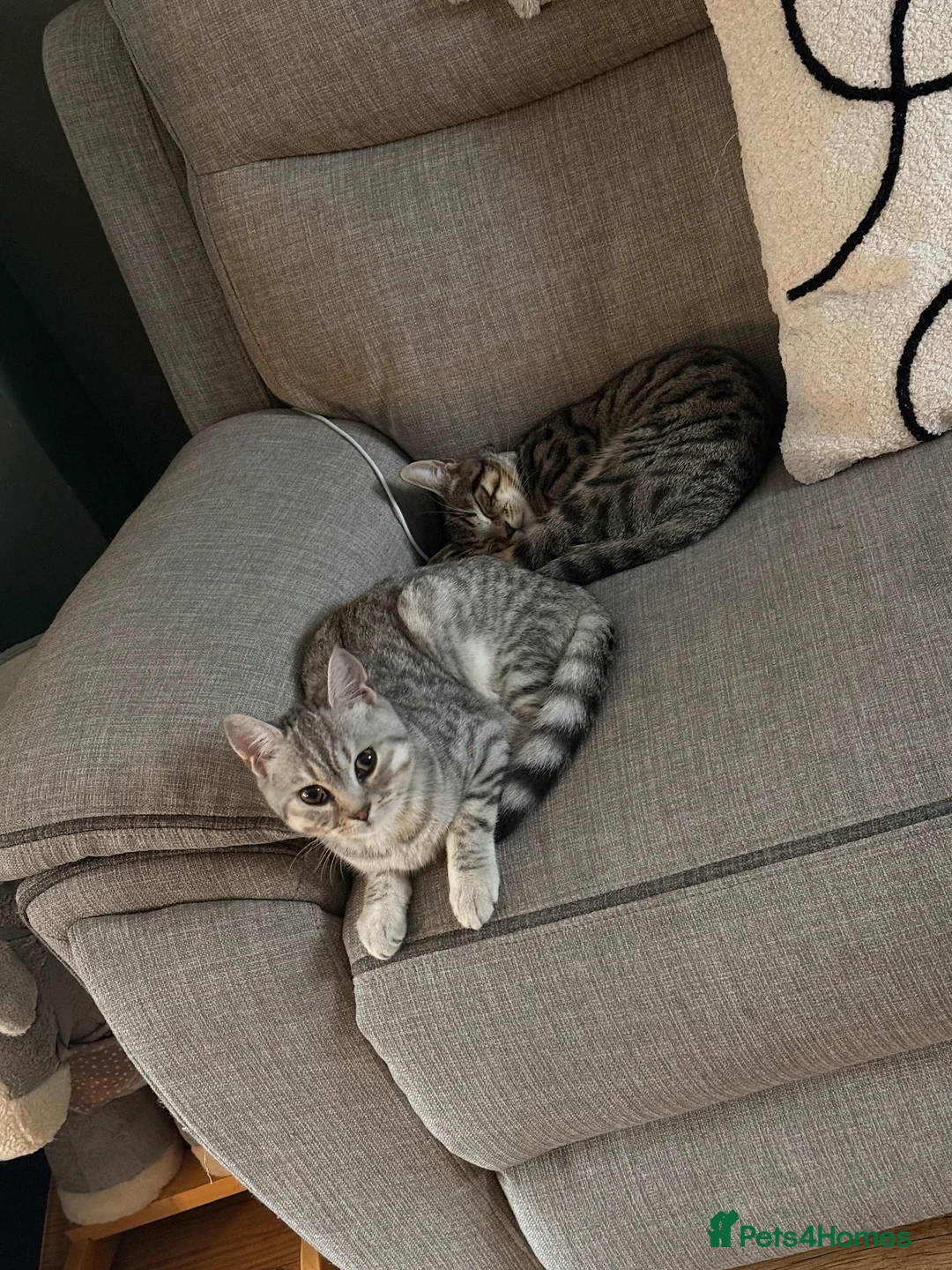 British Shorthair cats for sale: 10 month old male - Advert 1