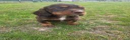 Cocker Spaniel dogs for sale: 🤎 (((READY NOW))) KC Working Cocker Spaniels 🤎 - Advert 4