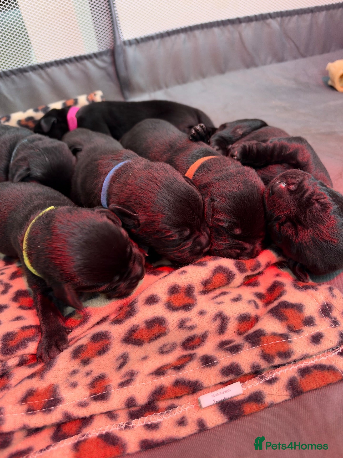 Labrador Retriever dogs Black Labrador Puppies  - Advert 6