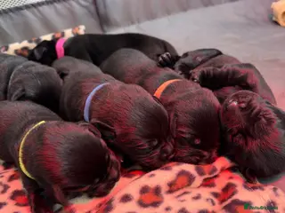 Labrador Retriever dogs Black Labrador Puppies - Advert 6