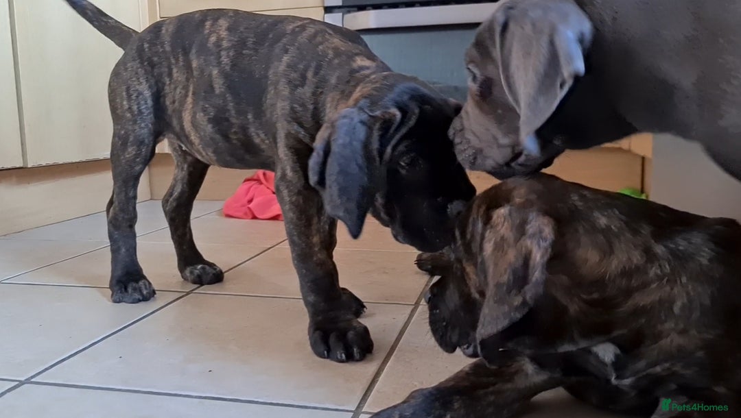 Cane Corso dogs for sale: READY TO LEAVE! OUTSTANDING CANE CORSO PUPPIES! - Advert 9