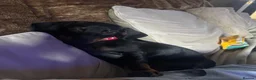 Dachshund dogs for sale: 4 month old puppy ready to go asap!! - Advert 3