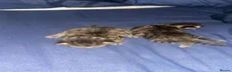 Mixed Breed cats for sale: 2 male kittens in Havant - Advert 3