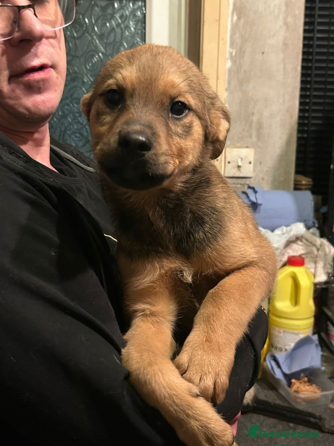 Mixed Breed dogs for sale: Rottweiler x Akita  mastiff pups - Advert 23