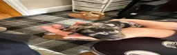 Labradoodle dogs for sale: Stunning Labradoodles  in Billingham - Advert 15