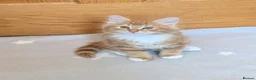 Mixed Breed cats for sale: Beautiful mixed breed kittens  in Cleator Moor - Advert 2