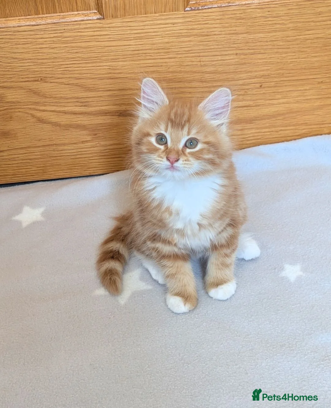 Mixed Breed cats for sale: Beautiful mixed breed kittens  in Cleator Moor - Advert 2