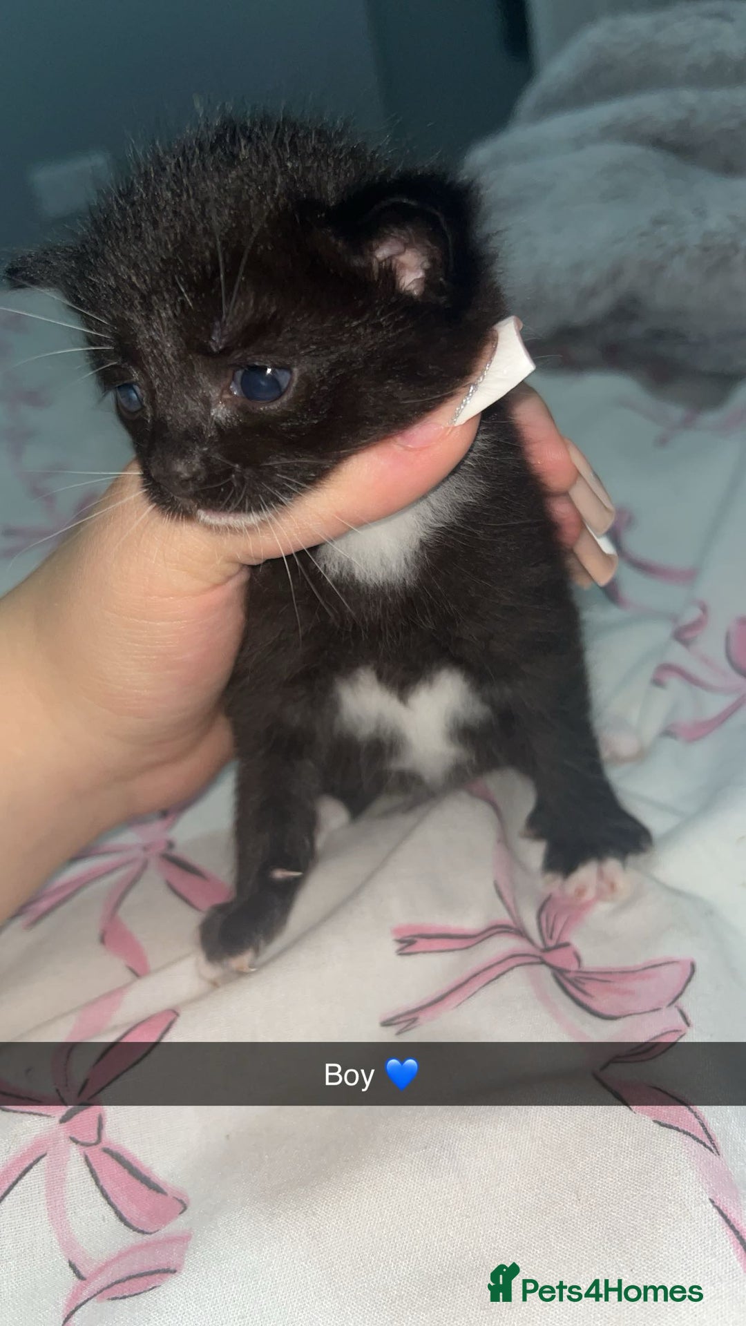 Mixed Breed cats for sale: Tuxedo kittens  - Image 2