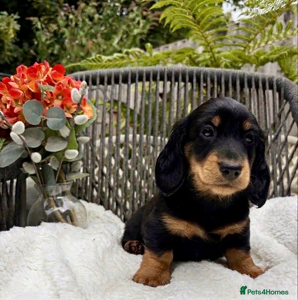 Dachshund dogs kC Reg, Standard Long Haired Dachshunds  - Advert 2