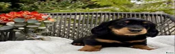 Dachshund dogs for sale: kC Reg, Standard Long Haired Dachshunds  - Advert 2