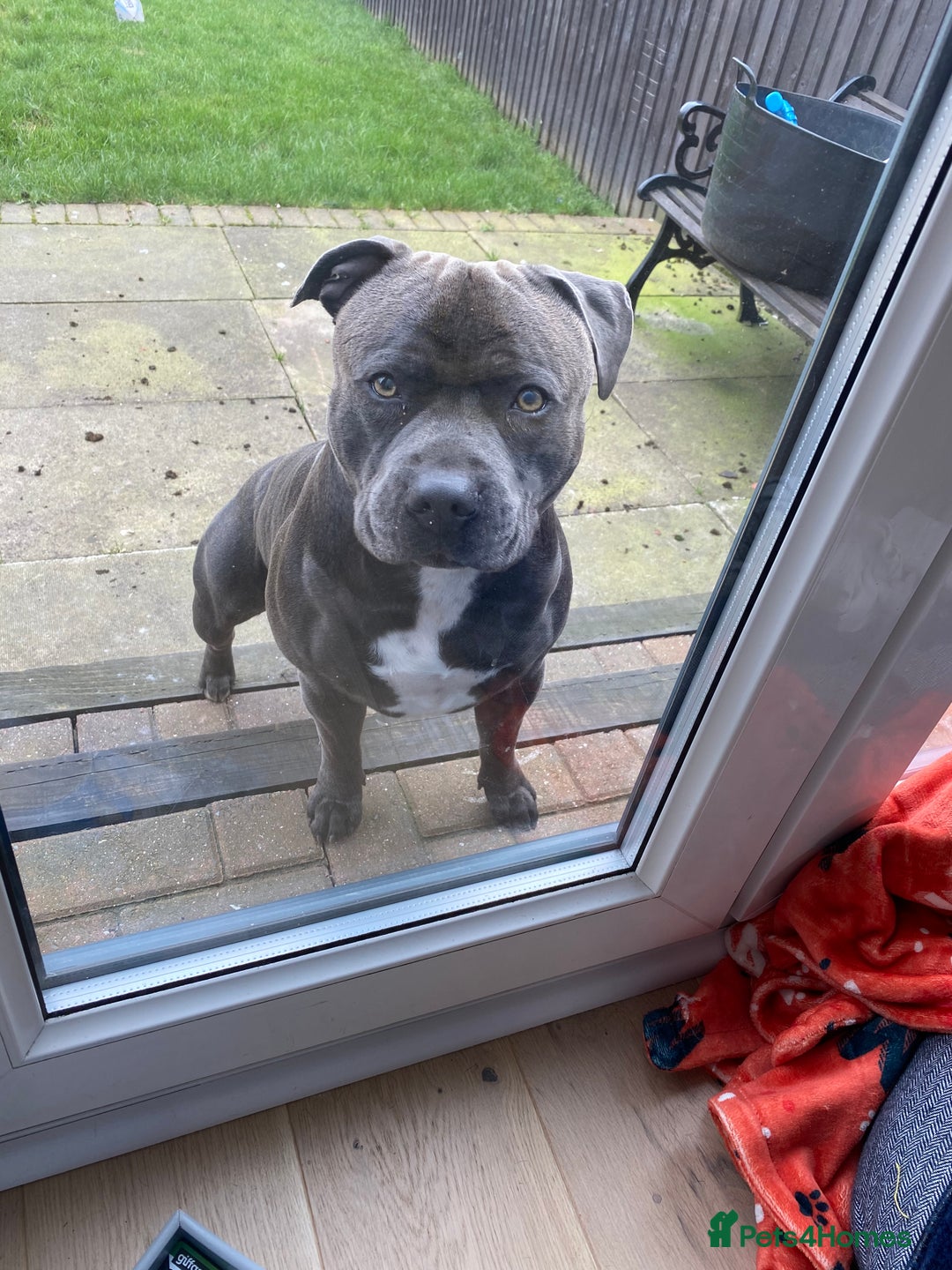Staffordshire Bull Terrier dogs for stud: KC PROVEN Blue Staffordshire Bull Terrier for STUD in Wakefield - Advert 8
