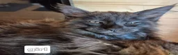 Maine Coon cats for sale: Mein con  - Advert 9