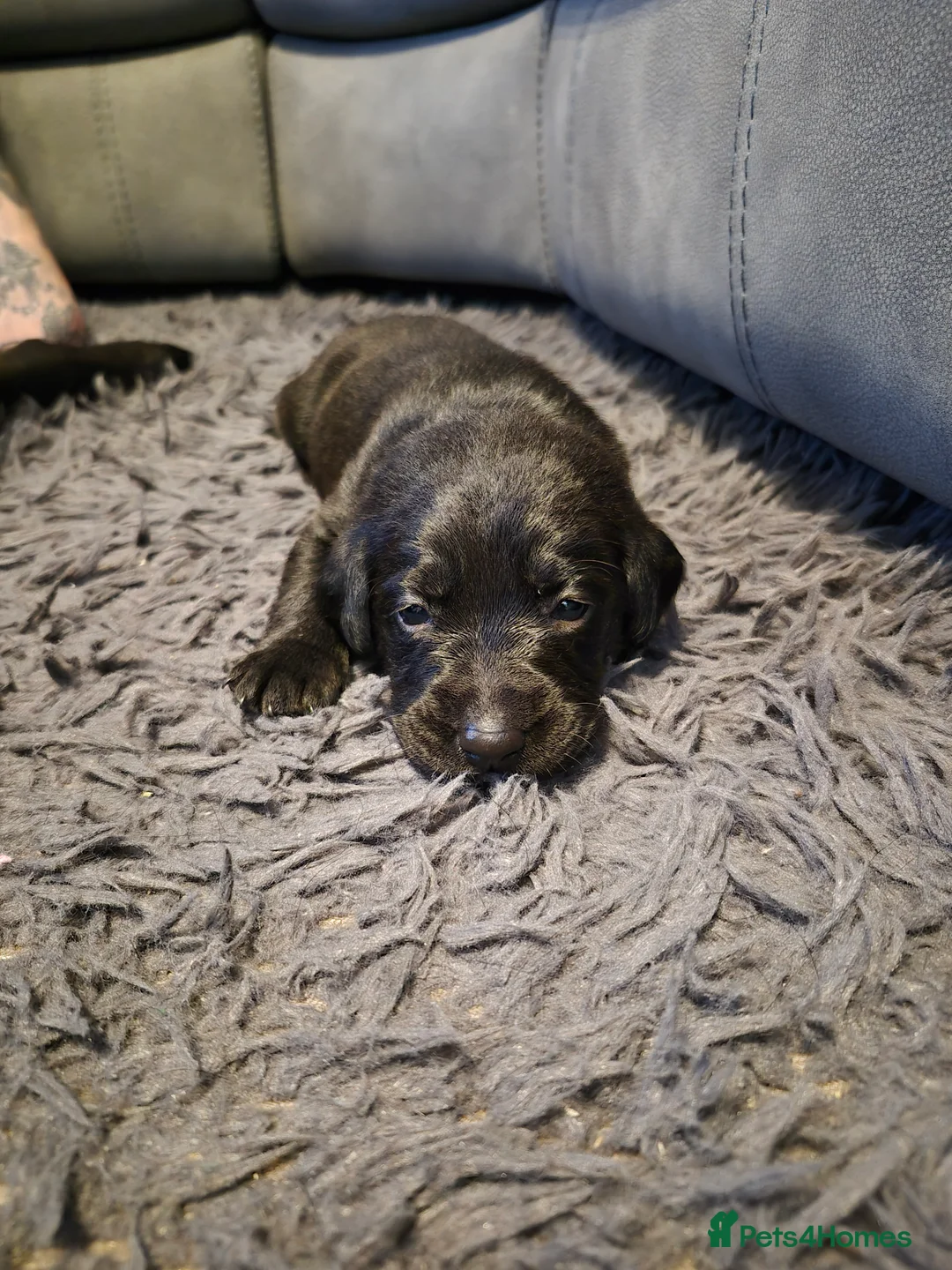Labrador Retriever dogs for sale: Labrador black puppies  - Advert 32