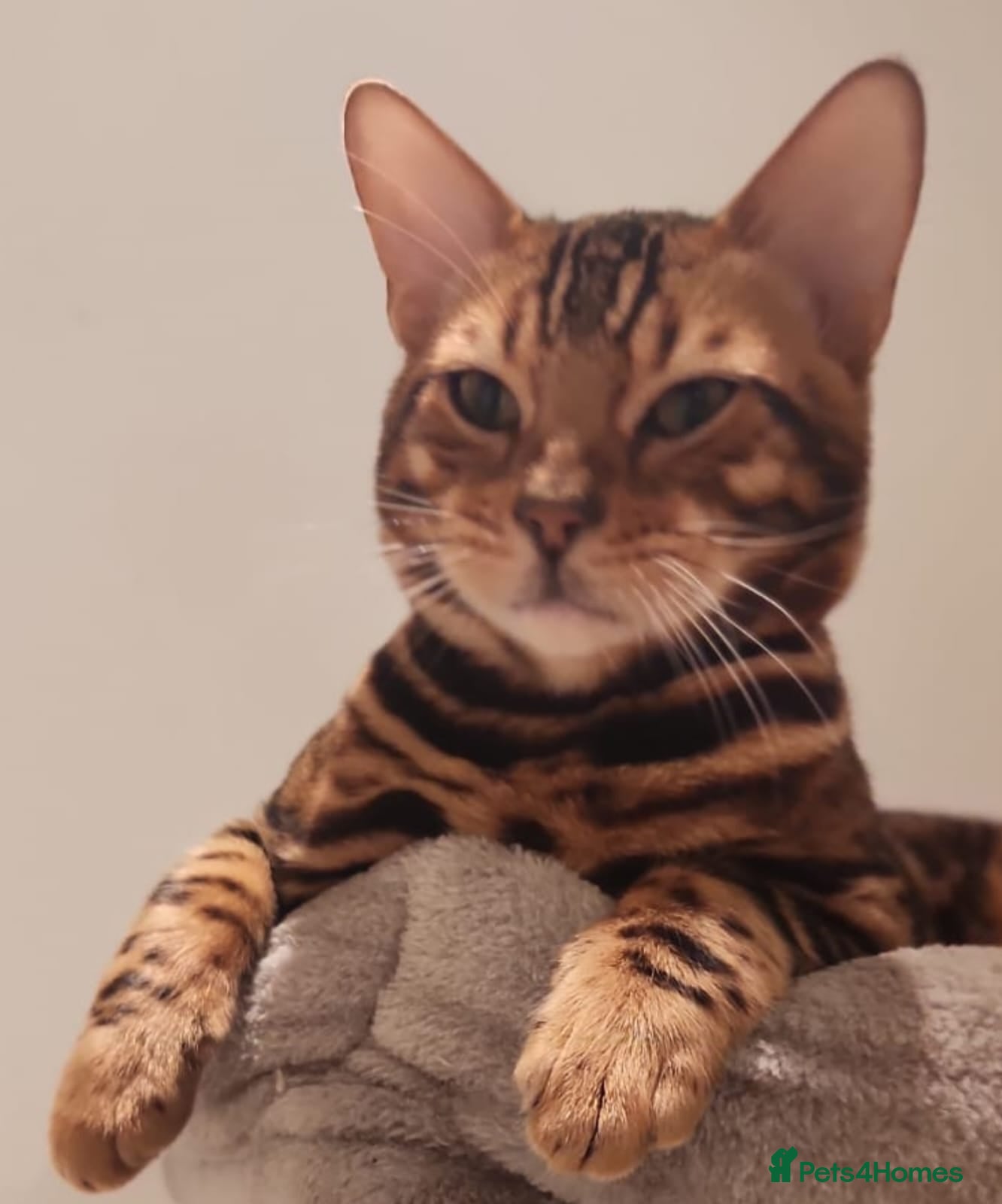 Bengal cats Bengal Twins for sale - Advert 1