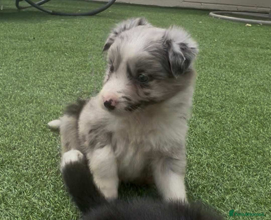 Border Collie dogs for sale: Beautiful border collie puppies❤️ - Image 8