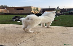 Japanese Akita Inu dogs for sale: Lovely white boy is looking for 5 ⭐ home!  in Northampton - Image 7