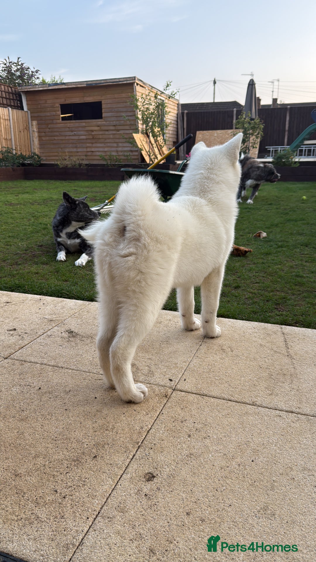 Japanese Akita Inu dogs for sale: Lovely white boy is looking for 5 ⭐ home!  in Northampton - Image 7