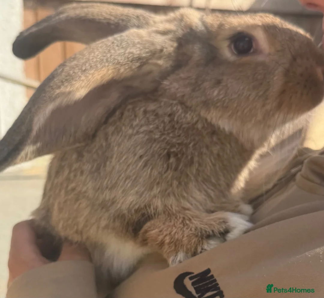 Continental Giant rabbits for sale: Giant ready to go now 12 weeks old  - Advert 18