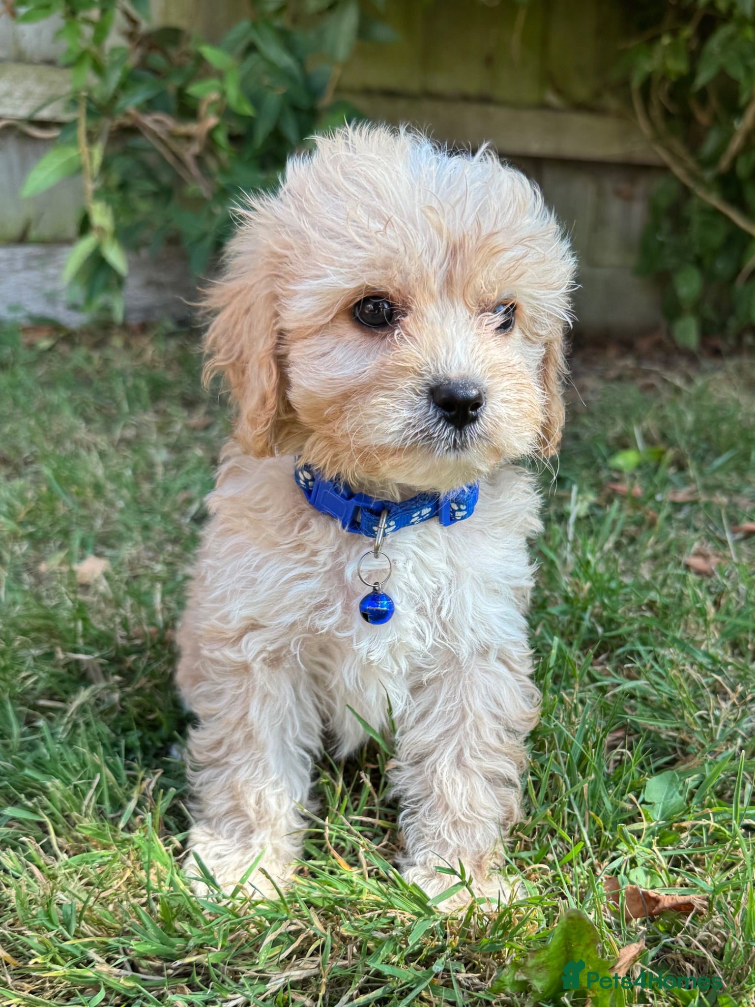 Cavapoo dogs Ready to leave in 6 days 🐾 - Advert 1