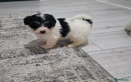 Cavachon dogs for sale: Cavachon puppies  - Image 2