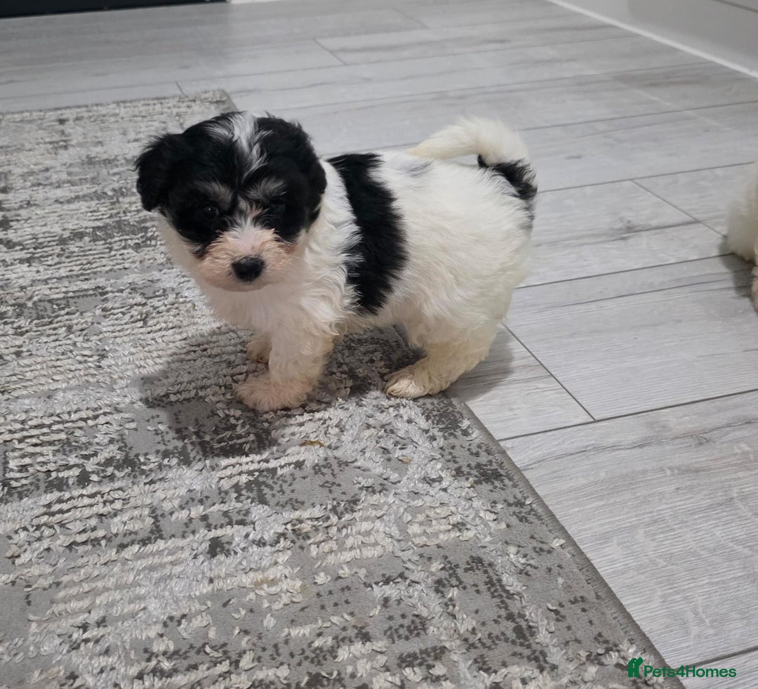 Cavachon dogs for sale: Cavachon puppies  - Image 2