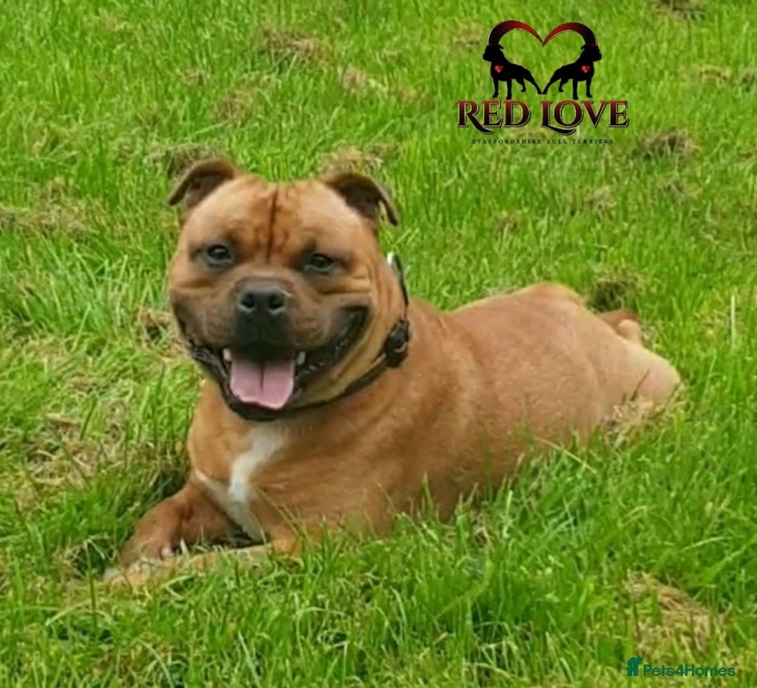Staffordshire Bull Terrier dogs for sale: Champion Bloodline KC registered staffy puppies🐶  in Manchester - Image 12