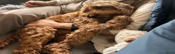 Cavapoo dogs for sale: Gorgeous Cavapoo looking for her forever home  in Epsom - Advert 4