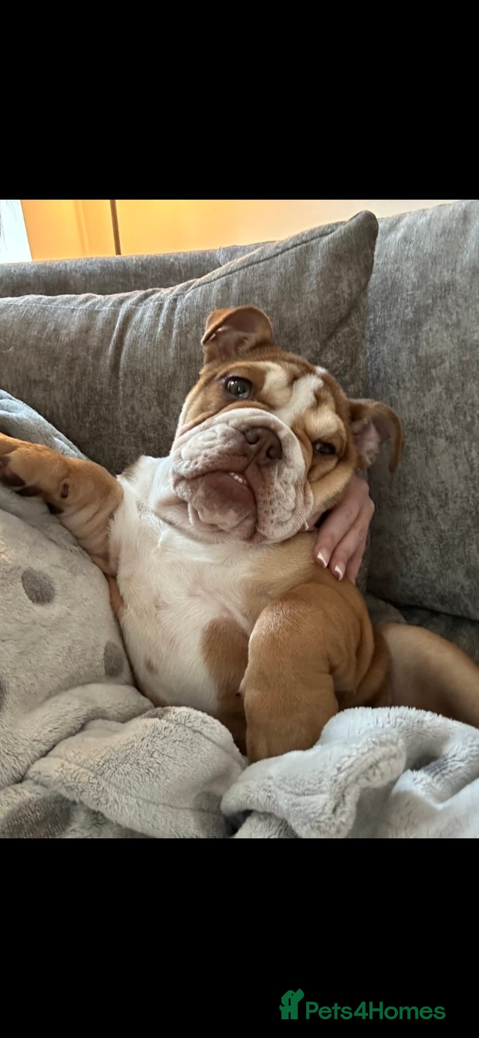 English Bulldog dogs English bulldog looking for her forever home  - Advert 1