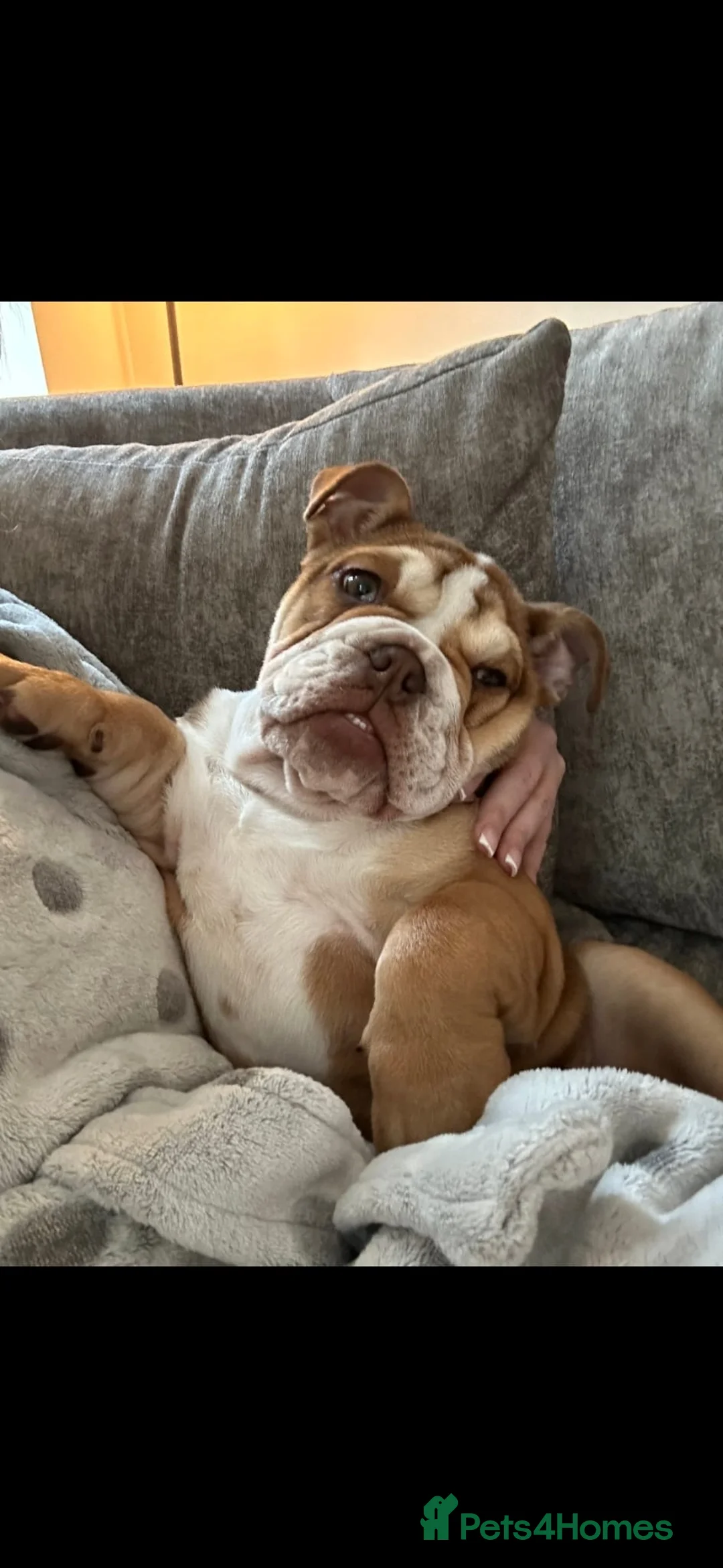 English Bulldog dogs for sale: English bulldog looking for her forever home  - Advert 1