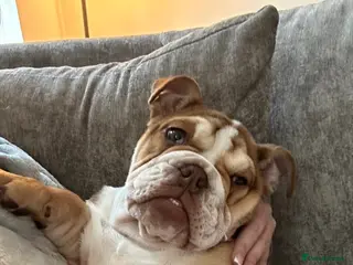 English Bulldog dogs English bulldog looking for her forever home - Advert 1