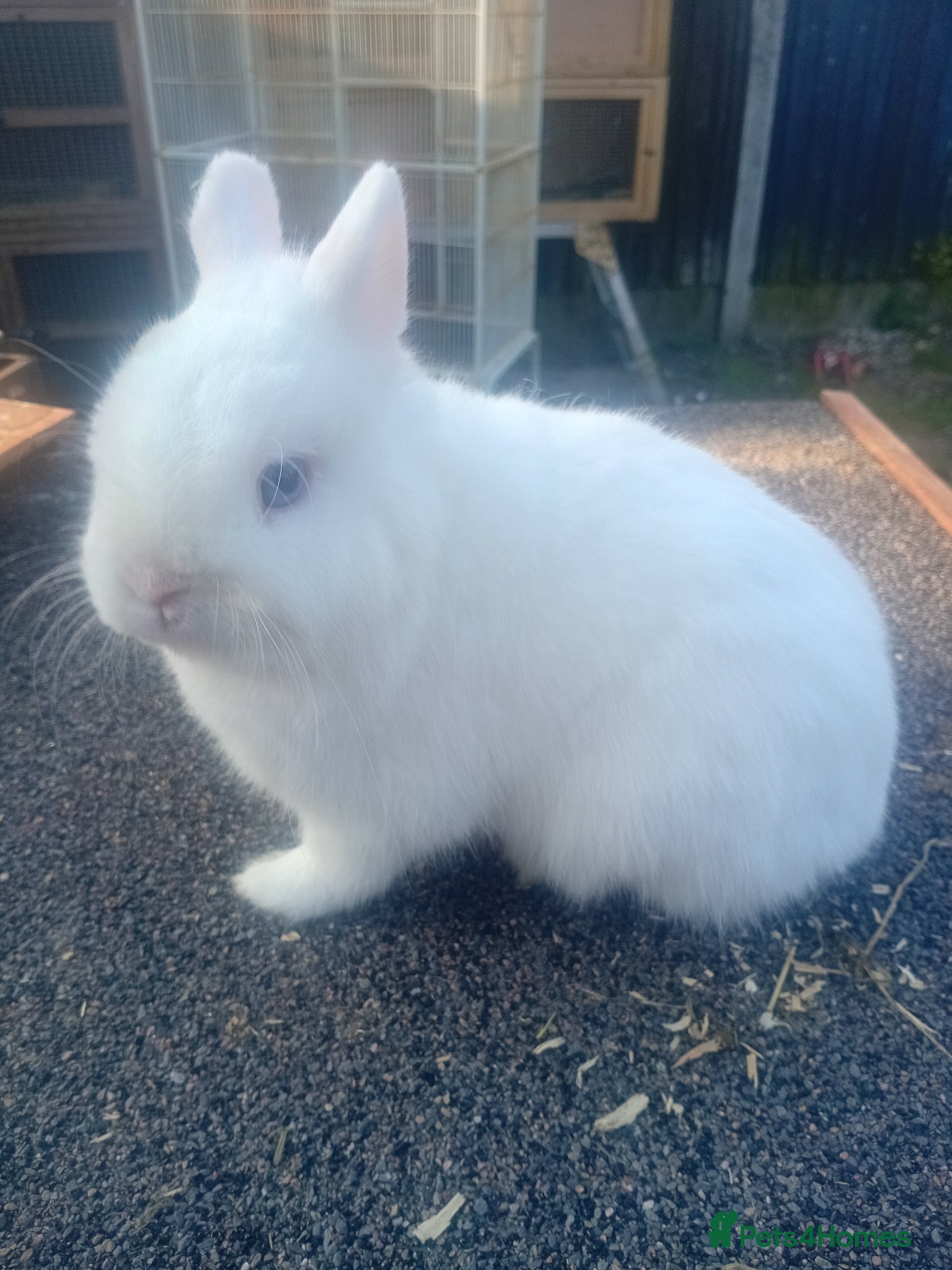 Netherland Dwarf rabbits Netherland dwarfs young adults  - Advert 3