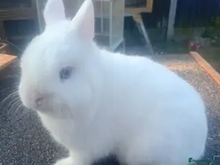 Netherland Dwarf rabbits Netherland dwarfs young adults - Advert 3