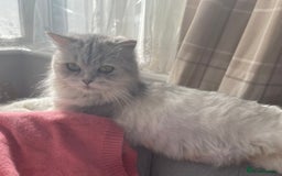 Mixed Breed cats for sale: Half British longhair kittens  - Image 11