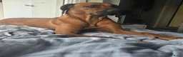 Rhodesian Ridgeback dogs for sale: Betsy rhodesian ridgeback  in Bridport - Advert 2
