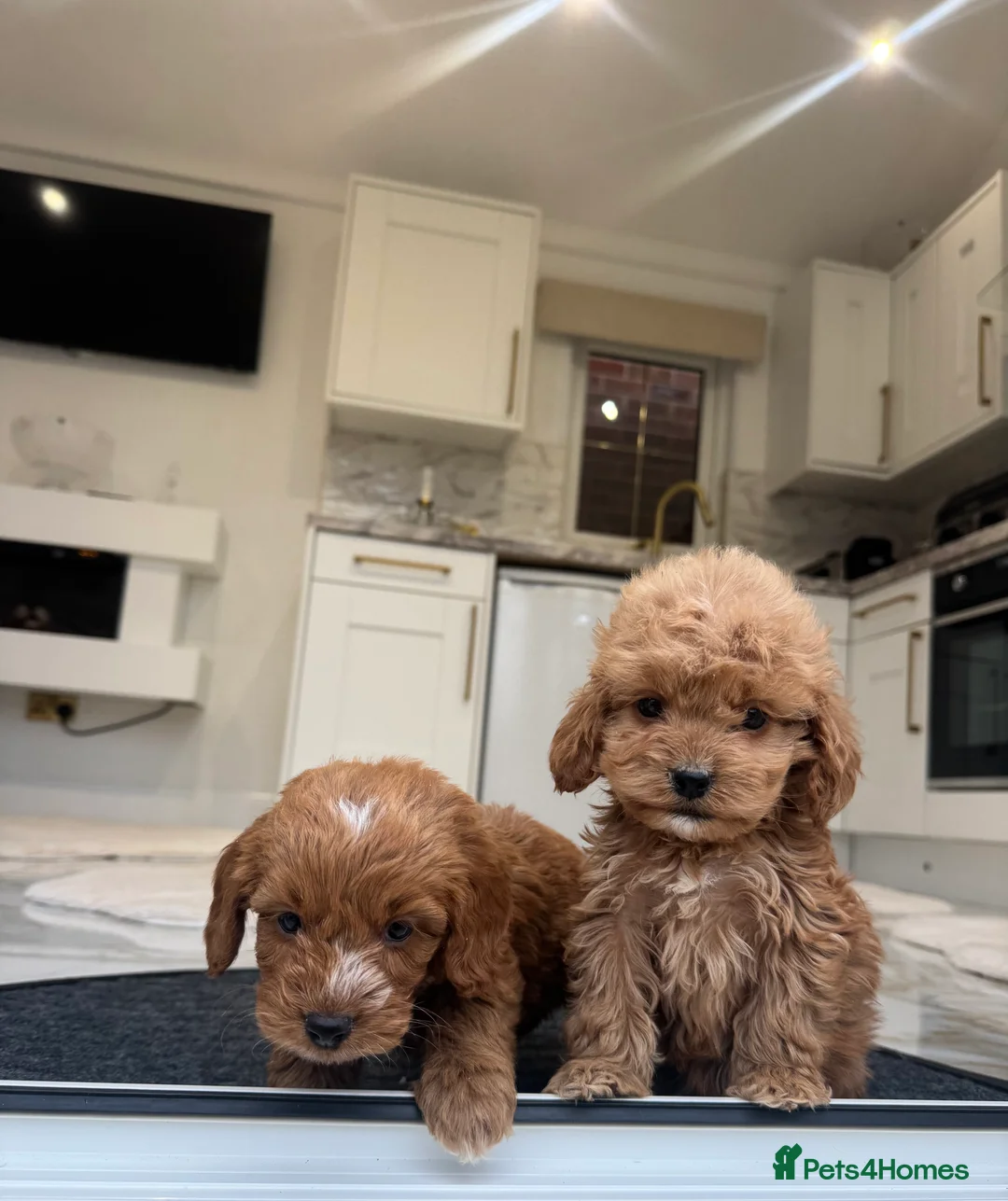 Cockapoo dogs for sale: F1 COCKAPOOS pra clear (council lincesed) - Advert 24